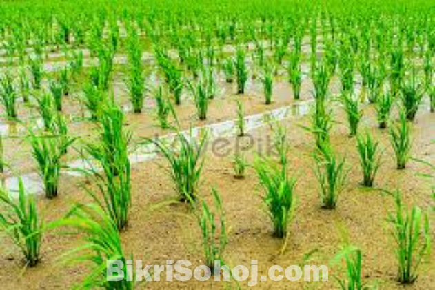 ৭ বিঘা আবাদি জমি কাঁচা রাস্তা আছে ।